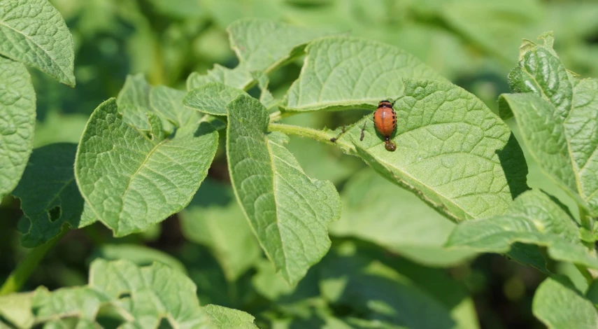 картофель посадка выращивание