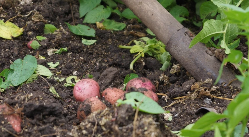 картофель выращивание уход