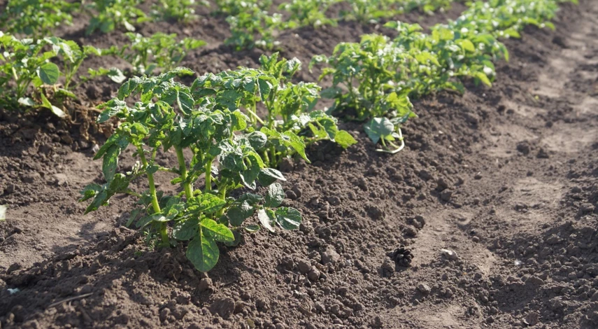 выращивание картофеля в открытом грунте