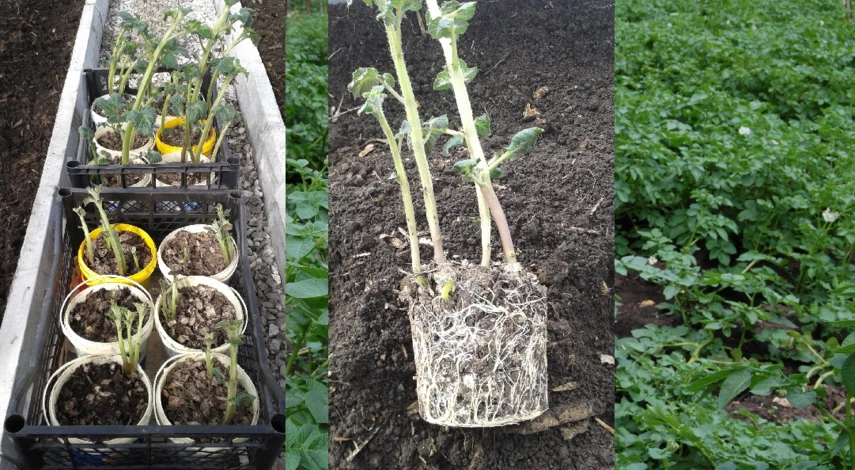 как получить урожай картофеля