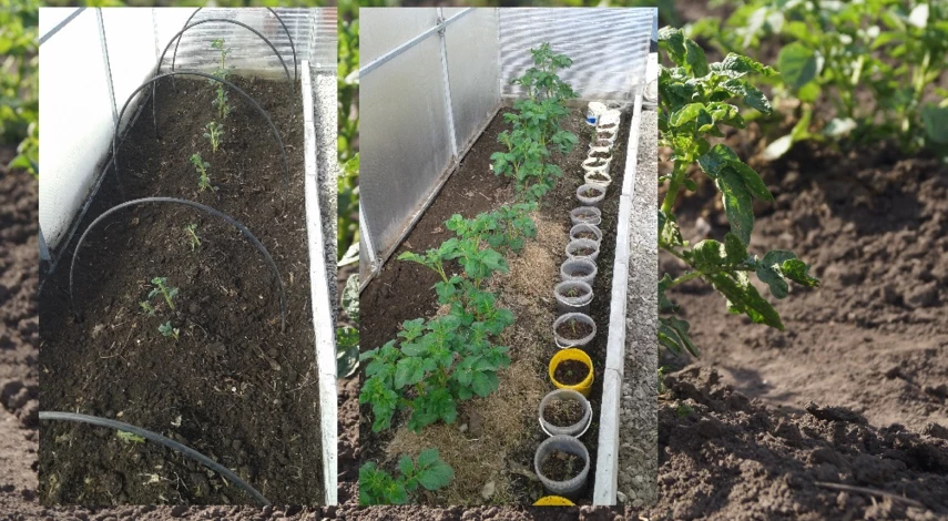 как получить картофель