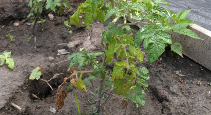 посадка помидор в открытый грунт благоприятные дни