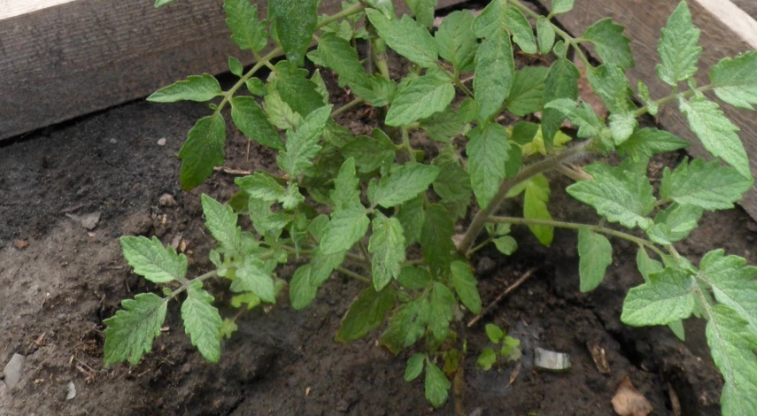 как высаживать помидоры рассадой в открытый грунт