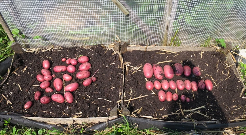 посадка картофеля в ящики