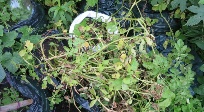 посадка картофеля в мешках