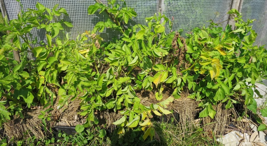 как вырастить картофель в мешках на даче