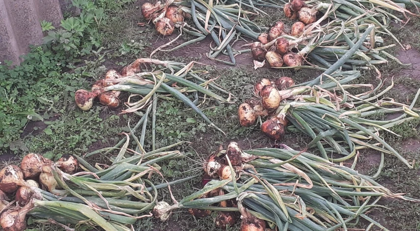 как сажать репчатый лук