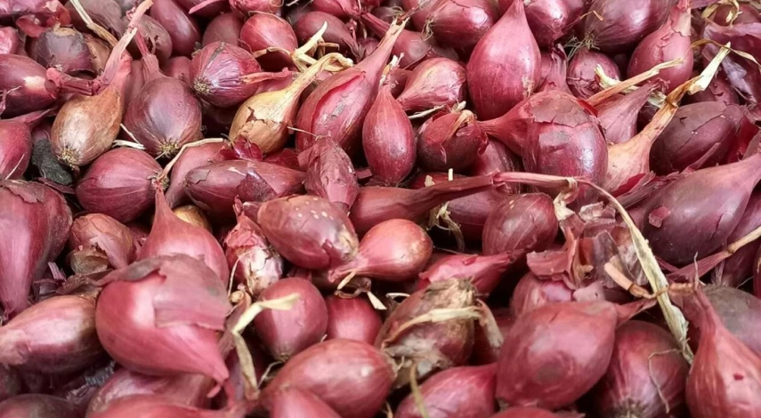 когда сажать лук весной