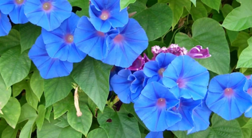 ипомея трехцветная