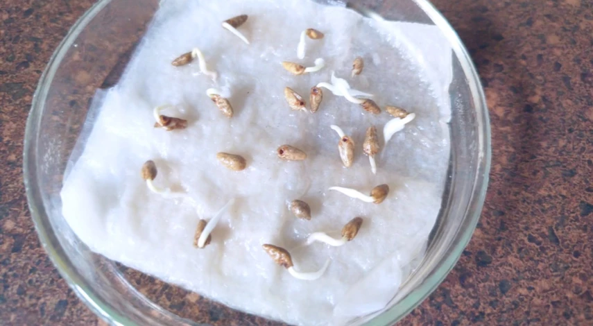 ипомея квамоклит посадка