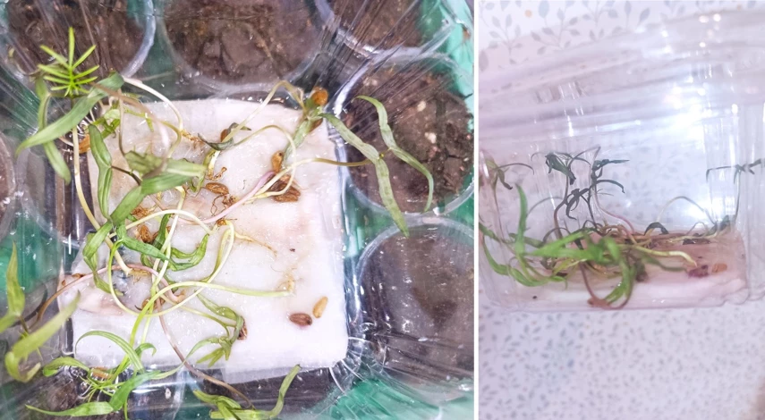 ипомея квамоклит посадка и уход