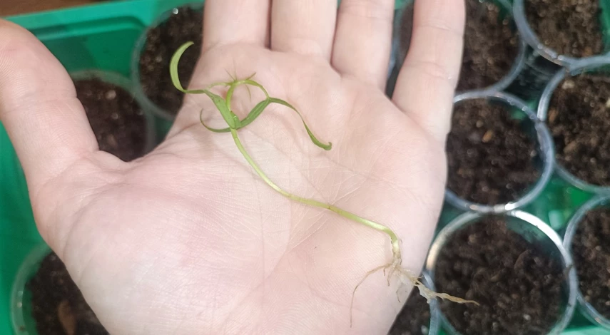 ипомея квамоклит перистый