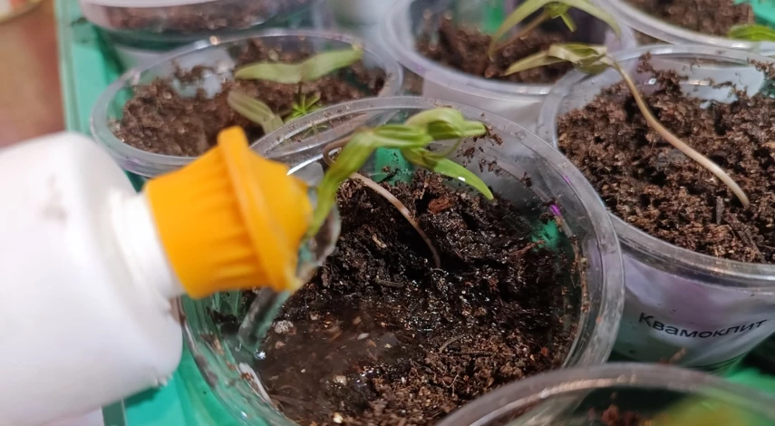 ипомея квамоклит выращивание из семян