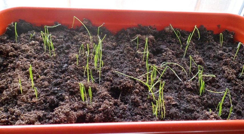 лук порей выращивание уход