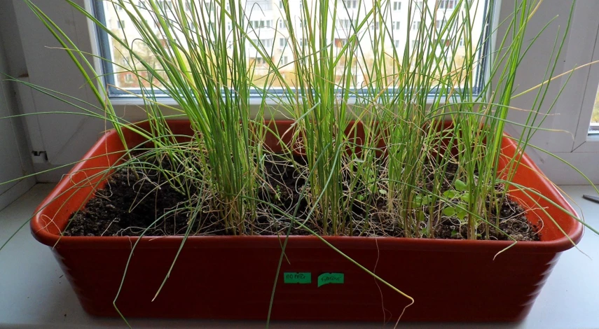 лук порей выращивание и уход в открытом грунте