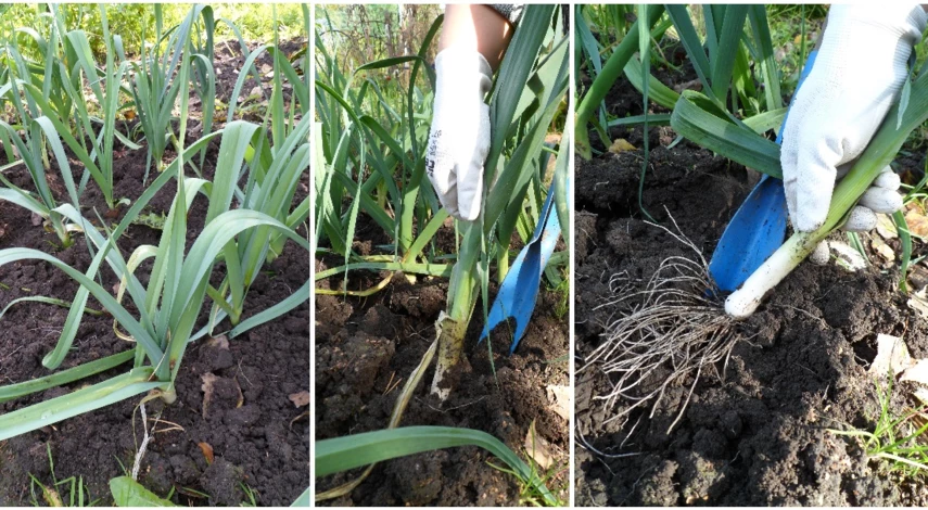 лук порей выращивание из семян