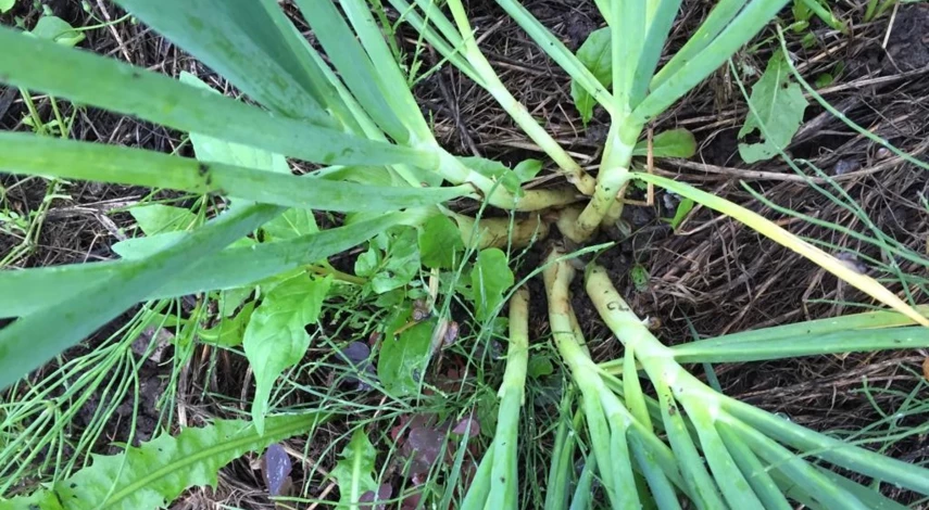 лук шалот выращивание уход