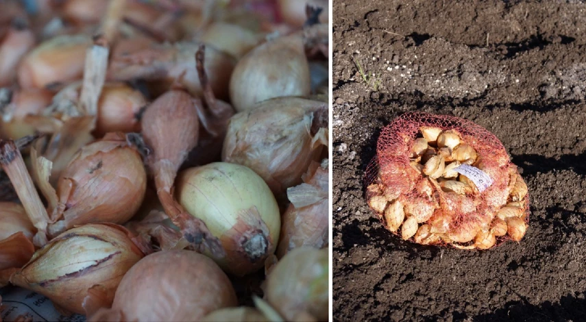 лук шалот выращивание из севка