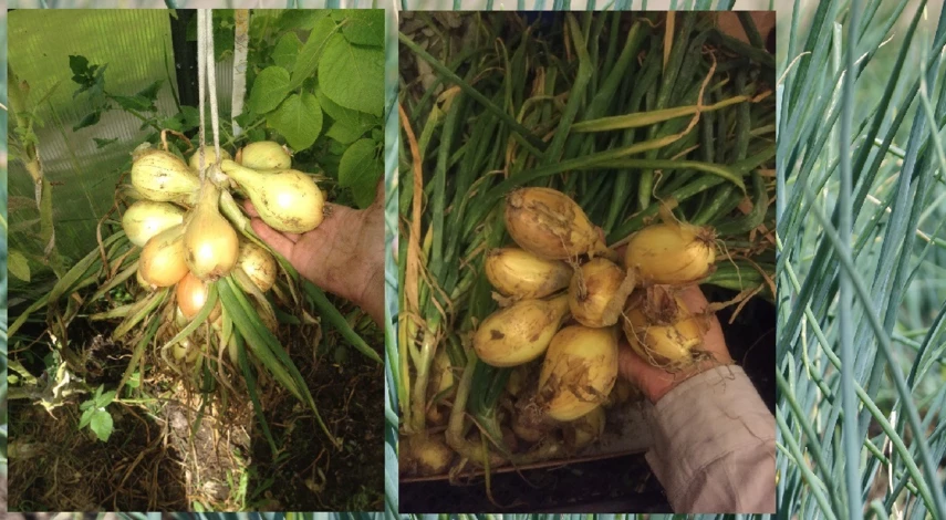 лук шалот выращивание из семян