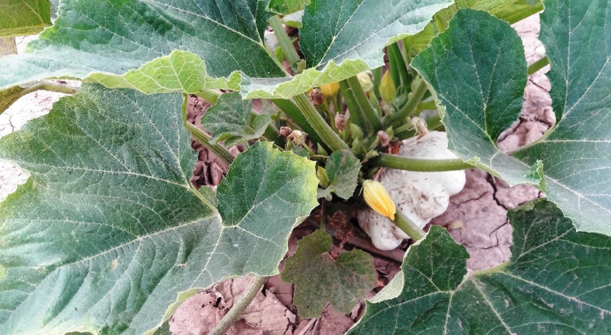 патиссоны в открытом грунте