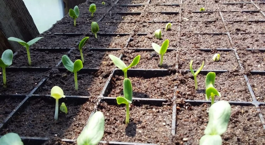 как посадить патиссоны