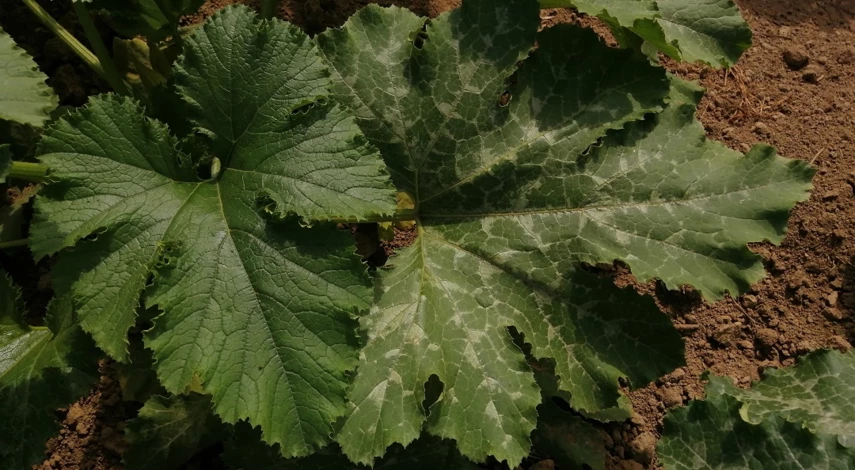 как сажать патиссоны