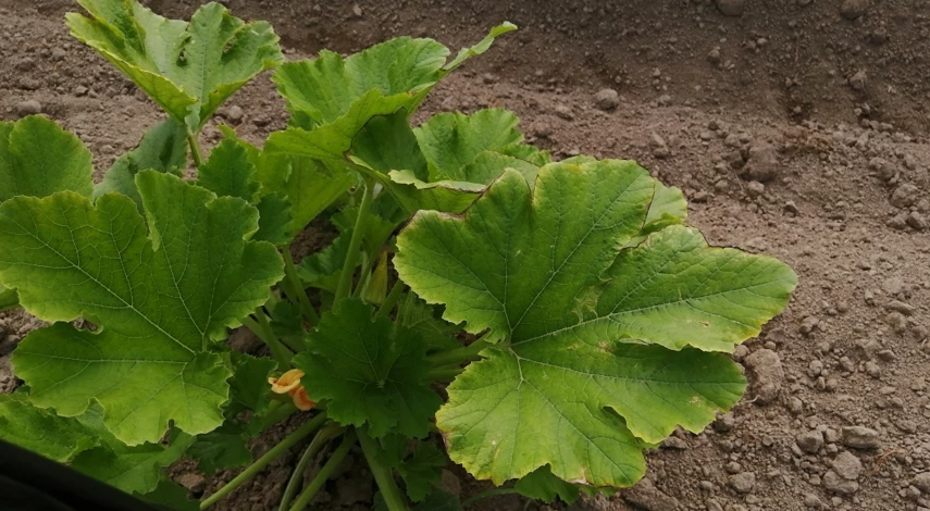 патиссоны сажать в грунт