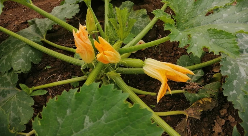 можно ли сажать патиссоны