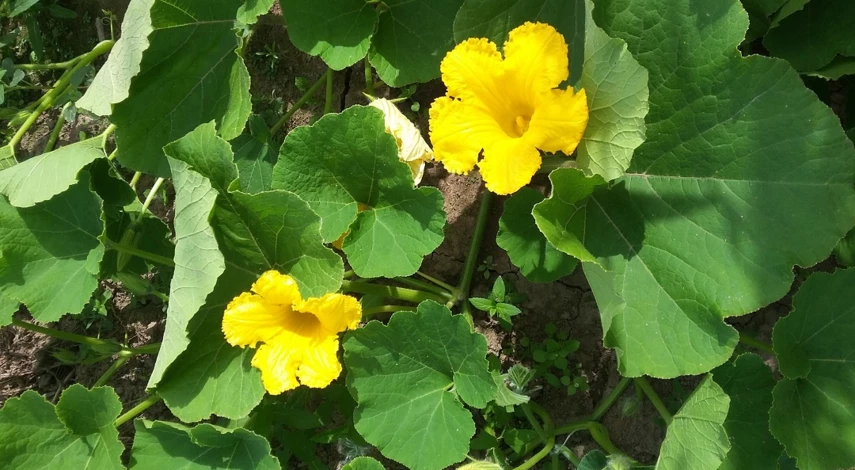 как сажать патиссоны в открытый грунт