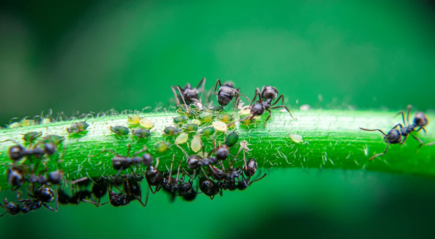 как избавиться от муравей муравьев