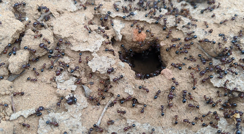 муравьи в доме как избавиться