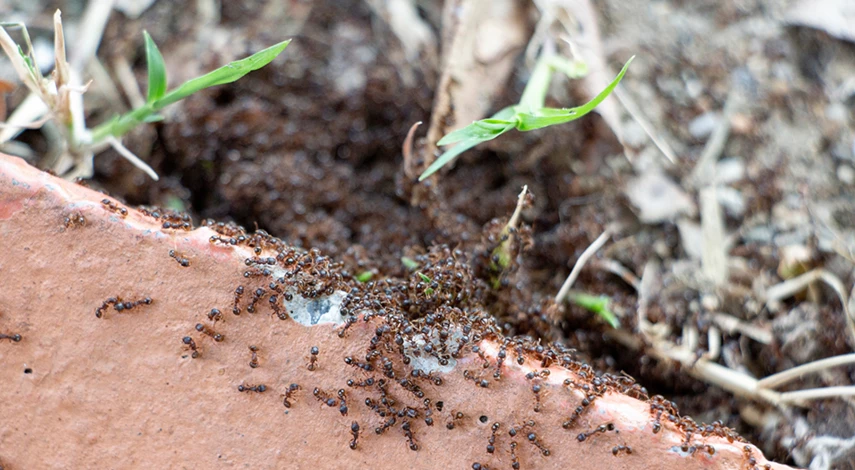 как избавиться от муравьев навсегда