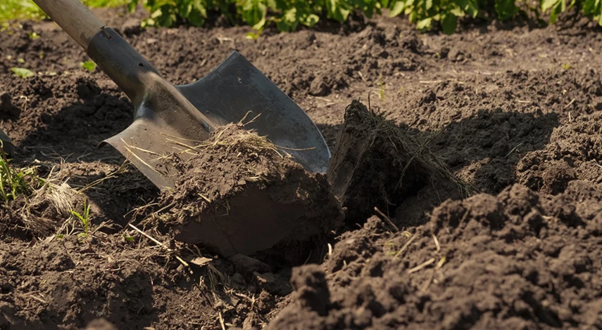 муравьи в огороде как избавиться