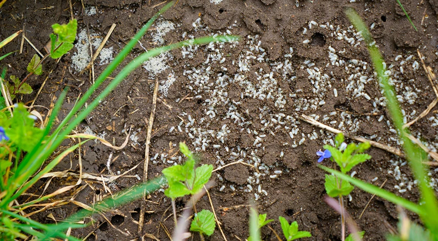 муравьи на участке как избавиться