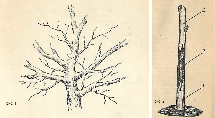 перепрививка плодовых