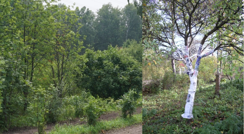 прививка и перепрививка плодовых деревьев