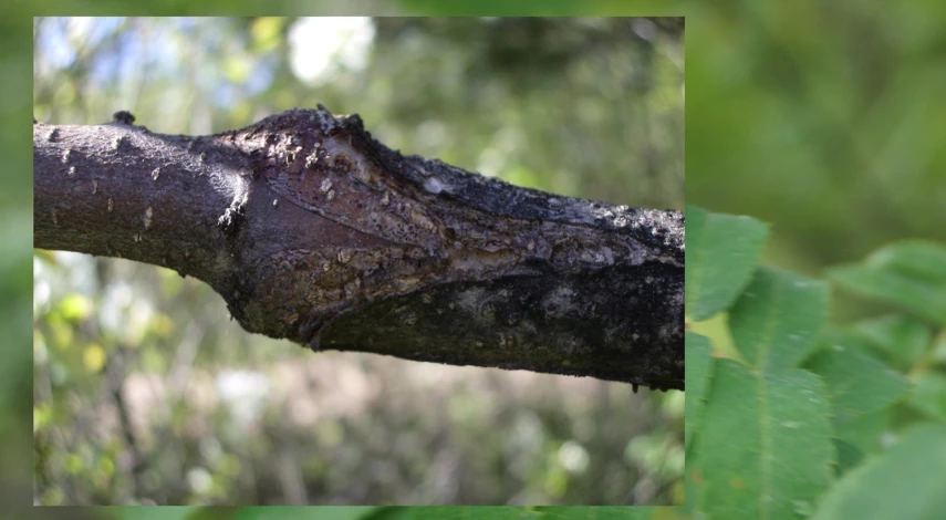 прививка мостиком