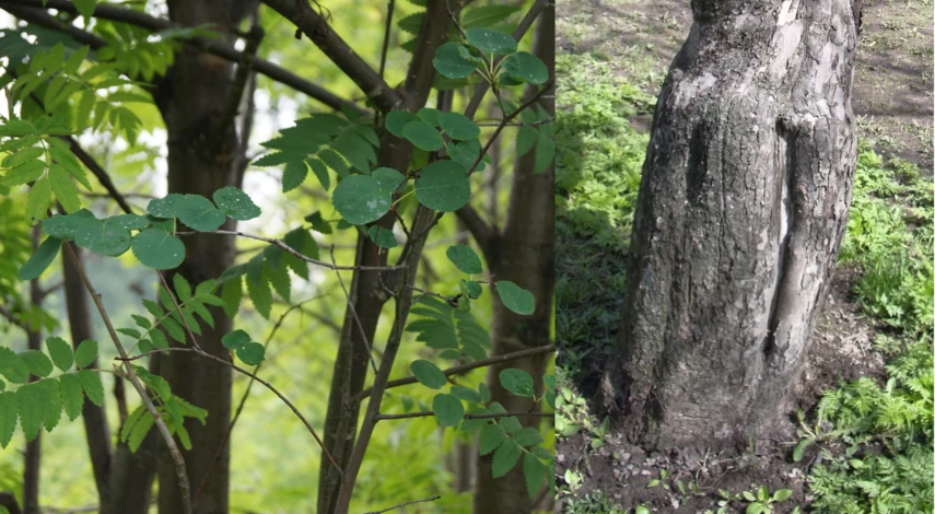 прививки плодовых мостиком