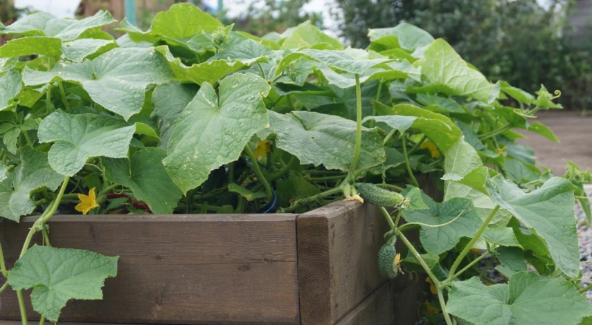 выращивание огурцов в бочке