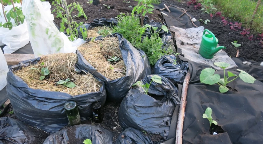 посадка огурцов в бочке на даче