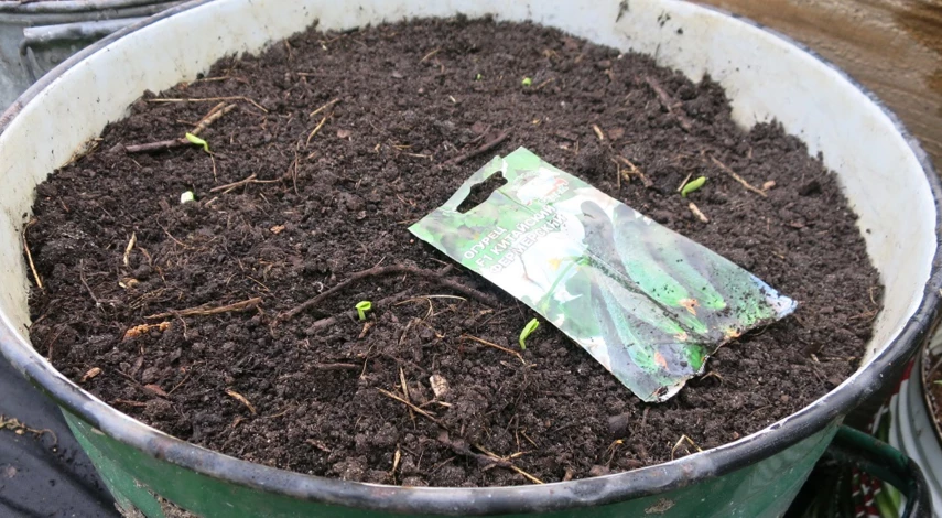 как посадить огурцы в бочку