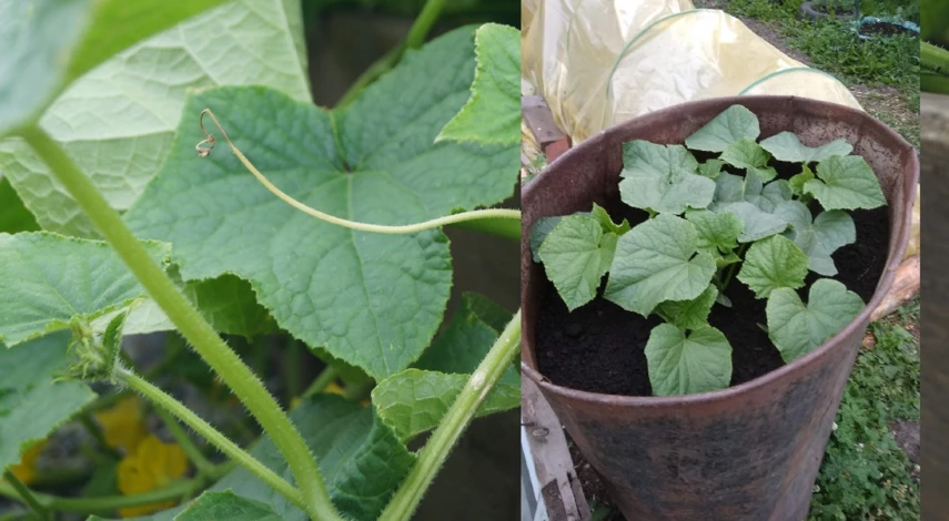 огурцы в открытом грунте в бочке