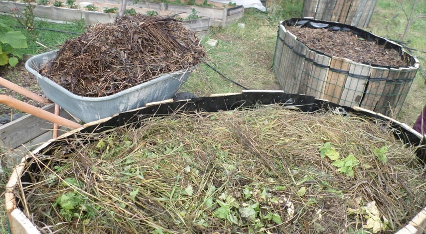 как правильно посадить огурцы в бочке