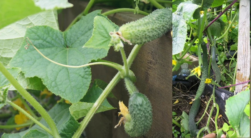 как посадить огурцы в бочке на даче