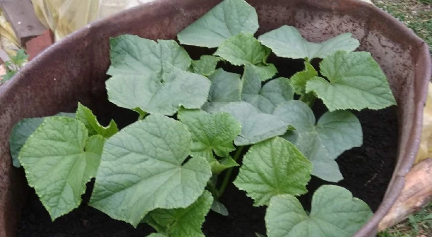 как вырастить огурцы в бочке