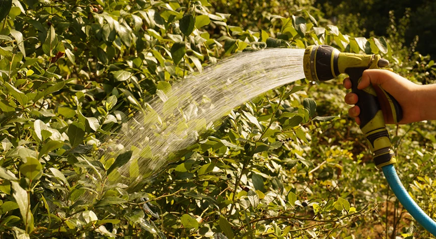 голубика садовая выращивание и уход