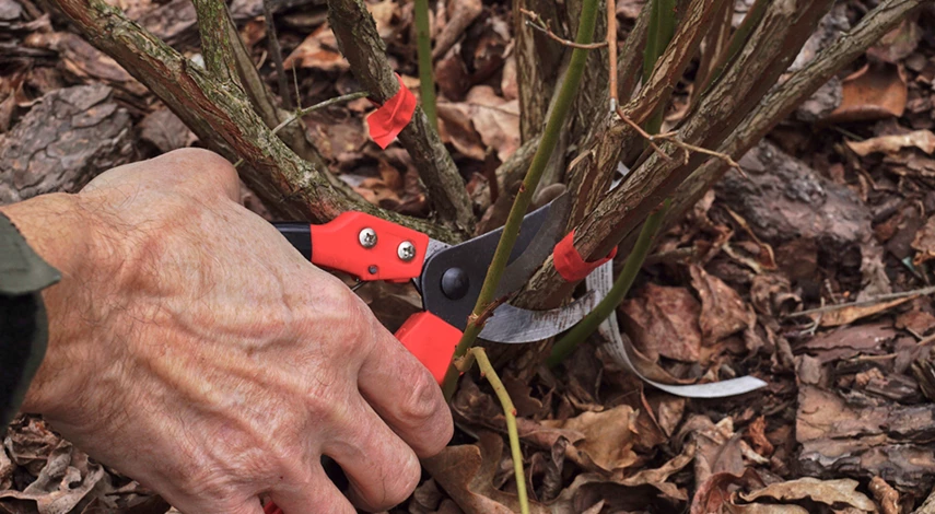 голубика уход в открытом грунте для новичков