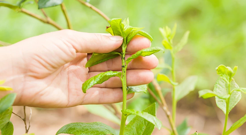 голубика уход и выращивание в открытом грунте
