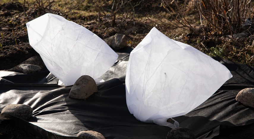 голубика зима уход