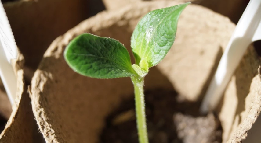когда сажать семена огурцов в грунт
